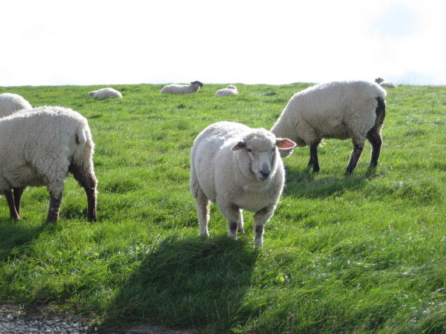 Schafe auf Damm